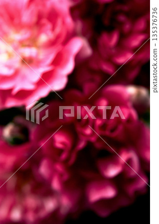 康乃馨紅色花束 135376736