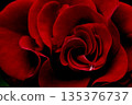 一朵紅玫瑰 135376737