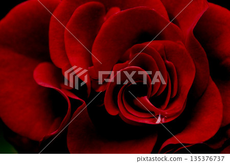 一朵紅玫瑰 135376737