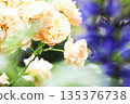 黃玫瑰 135376738