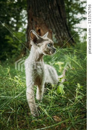 Blue Eyed Cream Devon Rex Cat Portrait in Meadow Grass 135376766