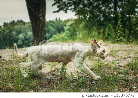 Cream Devon Rex Cat Walking on Sandy Forest Trail Cream Devon Rex Cat Walking on Sandy Forest Trail 135376772