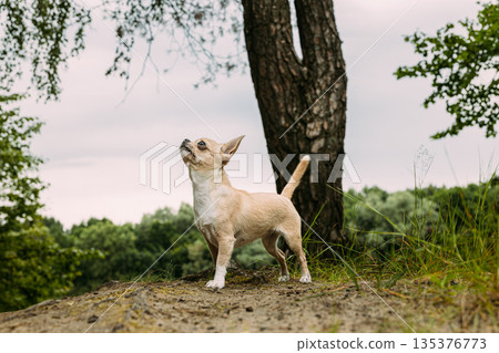 Fawn Chihuahua Looking Up in Forest Landscape with Tree 135376773