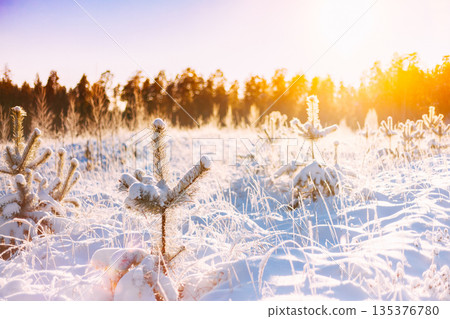 Sunset Sunrise In Sunny Winter Snowy Forest. Sun Shine Over Winter Woods. Sunset Sunrise In Sunny Winter Snowy Forest. Sun Shine Over Winter Woods. 135376780