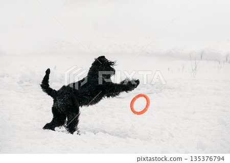 Black Giant Schnauzer Or Riesenschnauzer Dog Playing With Ring Outdoor In Snow, Winter Season. Playful Pet Outdoors. Black Giant Schnauzer Or Riesenschnauzer Dog Playing With Ring Outdoor In Snow, Winter Season. Playful Pet Outdoors. 135376794