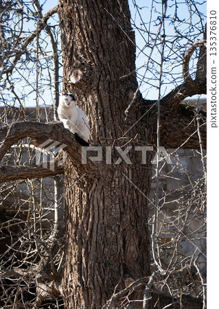 Black and white cat stands on thick tree branch near rough trunk, bare winter branches, clear daylight, alert and curious mood Black and white cat stands on thick tree branch near rough trunk, bare winter branches, clear daylight, alert and curious mood 135376810