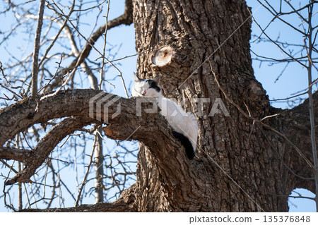 Black and white cat rests on thick tree branch against clear blue sky, rough bark texture, soft daylight, peaceful and natural mood Black and white cat rests on thick tree branch against clear blue sky, rough bark texture, soft daylight, peaceful and natural mood 135376848