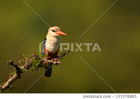 Grey-headed kingfisher perches on bush watching camera 135376865