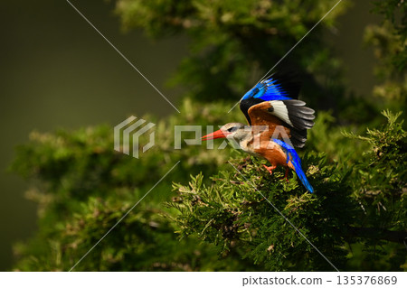 Grey-headed kingfisher takes off from leafy thornbush Grey-headed kingfisher takes off from leafy thornbush 135376869