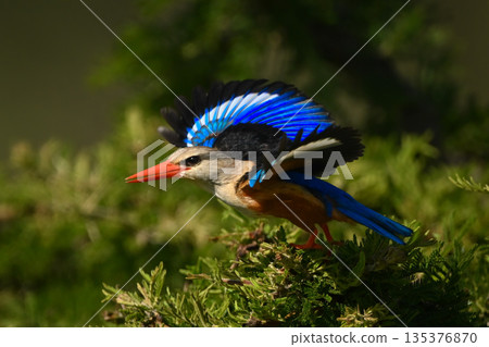 Grey-headed kingfisher taking off from leafy thornbush Grey-headed kingfisher taking off from leafy thornbush 135376870