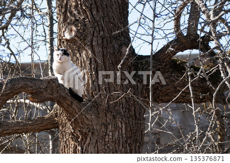 Black and white cat stands on thick tree branch near rough trunk, bare winter branches, clear daylight, alert and curious mood Black and white cat stands on thick tree branch near rough trunk, bare winter branches, clear daylight, alert and curious mood 135376871