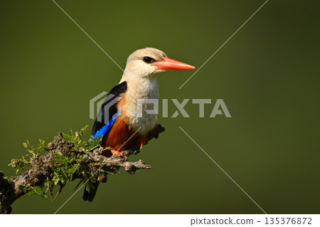 Grey-headed kingfisher watches camera  from leafy bush 135376872