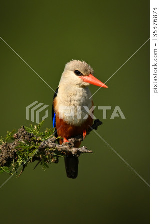 Grey-headed kingfisher watches camera perched on bush Grey-headed kingfisher watches camera perched on bush 135376873