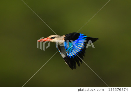 Grey-headed kingfisher with catchlight flies beating wings Grey-headed kingfisher with catchlight flies beating wings 135376874