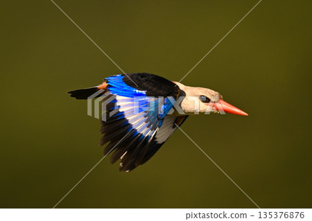 Grey-headed kingfisher with catchlight flies lowering wings Grey-headed kingfisher with catchlight flies lowering wings 135376876