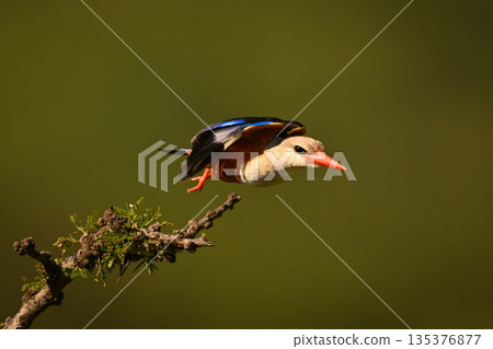 Grey-headed kingfisher with catchlight flies off bush Grey-headed kingfisher with catchlight flies off bush 135376877