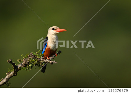 Grey-headed kingfisher with catchlight on leafy branch Grey-headed kingfisher with catchlight on leafy branch 135376879