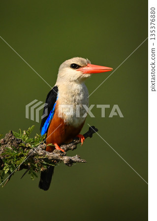 Grey-headed kingfisher with catchlight on leafy bush 135376880