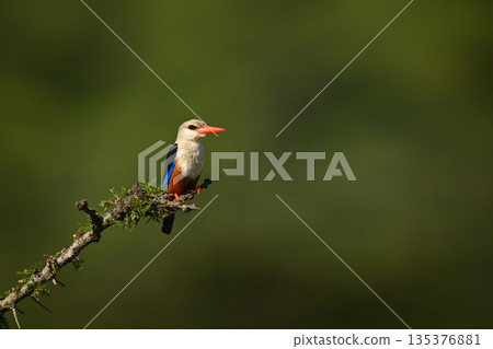Grey-headed kingfisher with catchlight on leafy thornbush Grey-headed kingfisher with catchlight on leafy thornbush 135376881