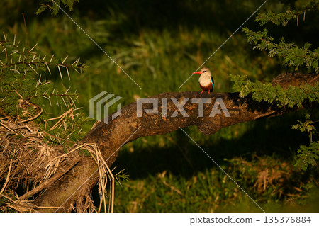 Grey-headed kingfisher with catchlight perches on log 135376884