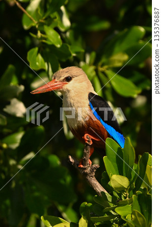 Grey-headed kingfisher with catchlight perching in bush Grey-headed kingfisher with catchlight perching in bush 135376887