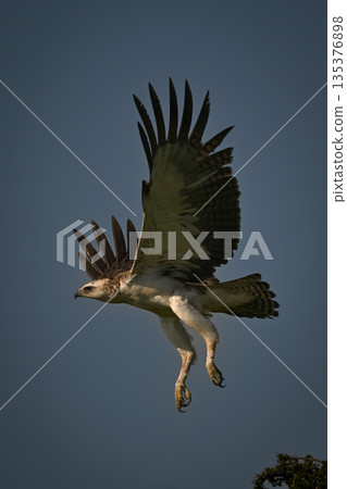 Juvenile martial eagle flying off from tree 135376898