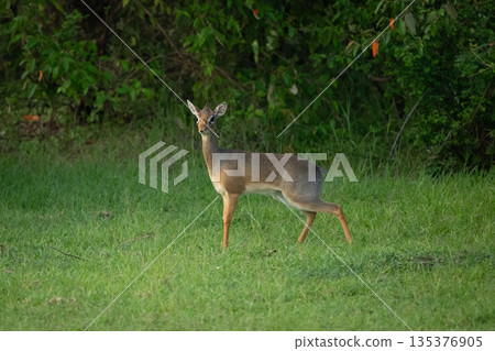 Kirk dik-dik stands in clearing by bushes Kirk dik-dik stands in clearing by bushes 135376905