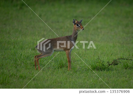 Kirk dik-dik stands in profile on grass Kirk dik-dik stands in profile on grass 135376906