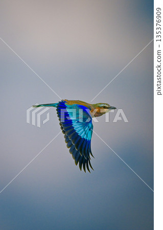 Lilac-breasted roller flies through sky dropping wings Lilac-breasted roller flies through sky dropping wings 135376909