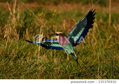 Lilac-breasted roller flying with lizard in beak 135376910