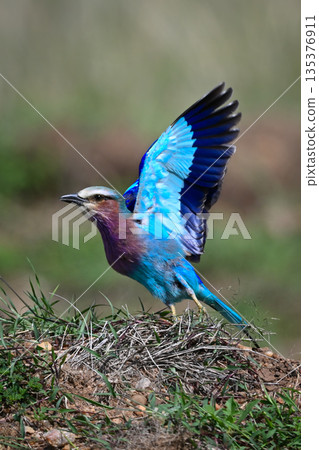 Lilac-breasted roller lifts wings on grass bank Lilac-breasted roller lifts wings on grass bank 135376911