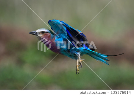 Lilac-breasted roller takes off from grassy plains 135376914