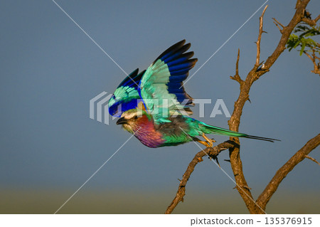 Lilac-breasted roller takes off from twisted thornbush Lilac-breasted roller takes off from twisted thornbush 135376915