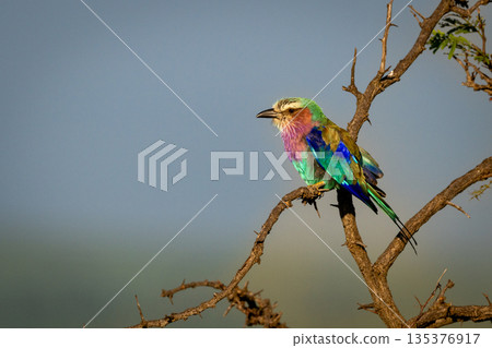 Lilac-breasted roller with catchlight against clear sky Lilac-breasted roller with catchlight against clear sky 135376917
