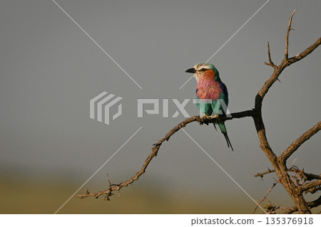 Lilac-breasted roller with catchlight on dead thornbush 135376918
