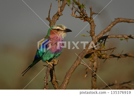 Lilac-breasted roller with catchlight perches on thornbush Lilac-breasted roller with catchlight perches on thornbush 135376919