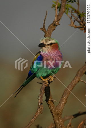 Lilac-breasted roller with catchlight turns toward camera Lilac-breasted roller with catchlight turns toward camera 135376921