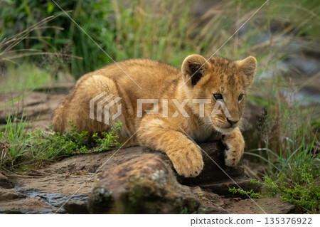 Lion cub lies staring from grassy rock 135376922