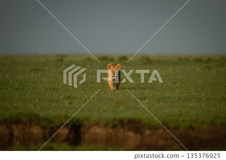 Lion cub walking across plain toward camera Lion cub walking across plain toward camera 135376925