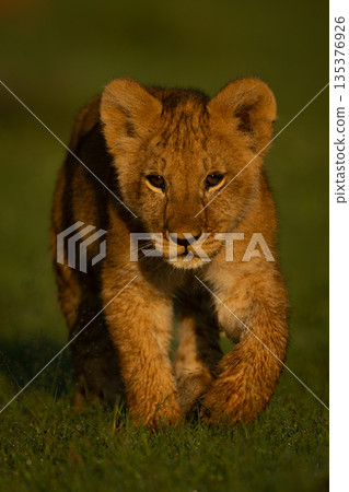 Lion cub walks toward camera lifting paw Lion cub walks toward camera lifting paw 135376926