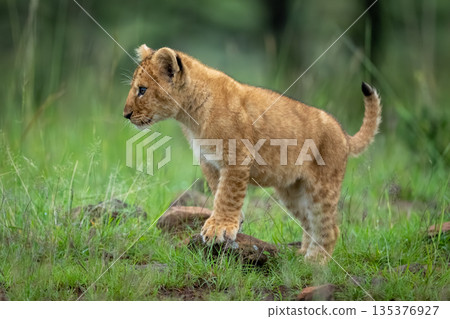 Lion cub with catchlight leans on rock Lion cub with catchlight leans on rock 135376927
