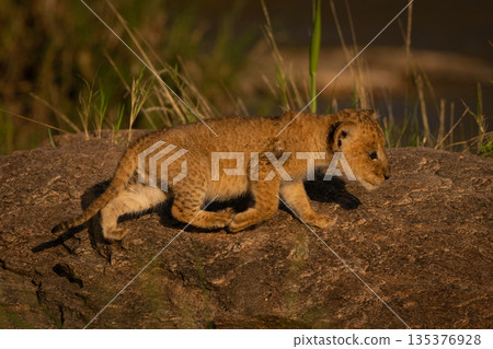 Lion cub with catchlight walks over rock 135376928