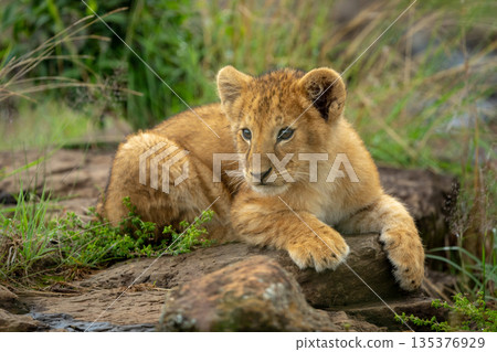 Lion cub with catchlights lies looking round Lion cub with catchlights lies looking round 135376929