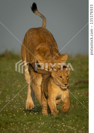 Lioness chases cub on grass toward camera 135376933