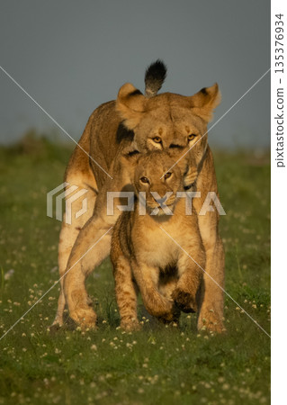Lioness chases cub over grass toward camera Lioness chases cub over grass toward camera 135376934