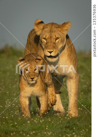 Lioness follows cub over grass toward camera 135376936