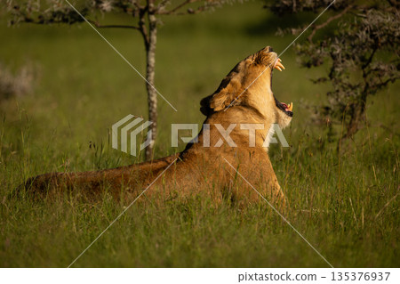 Lioness lies in tall grass yawning widely Lioness lies in tall grass yawning widely 135376937
