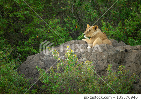 Lioness lies staring on rock in bushes Lioness lies staring on rock in bushes 135376940