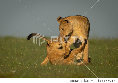 Lioness playing with cub on grassy plain 135376942
