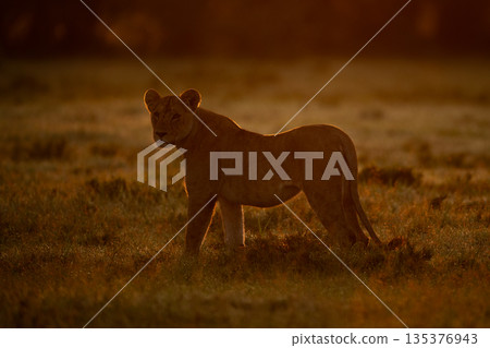 Lioness stands backlit on grass at dawn 135376943